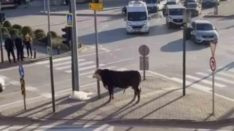 Bursa Yıldırım'da Kaçan Boğa, Trafikte Panik Yaşattı ve Kontrol Altına Alındı